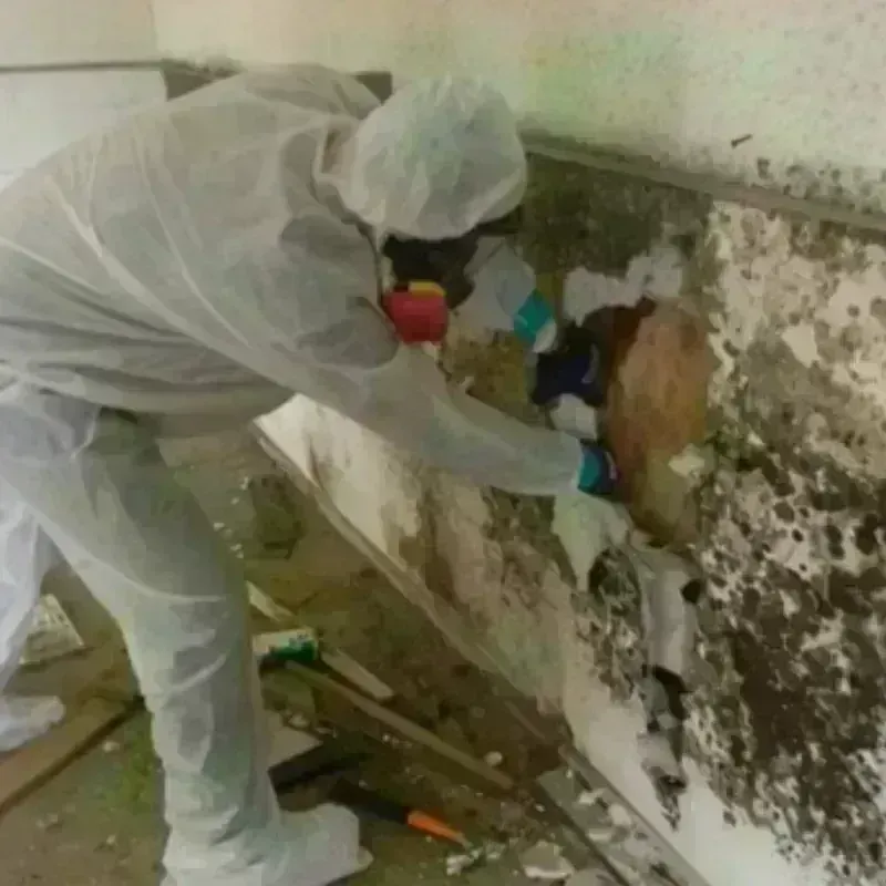 Mold Remediation and Removal in DeKalb County, IL